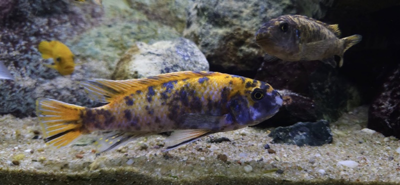 Labeotropheus trewavasae 'Border'